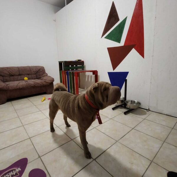 Cameră individuală pentru cazarea câinilor la Animal Hotel