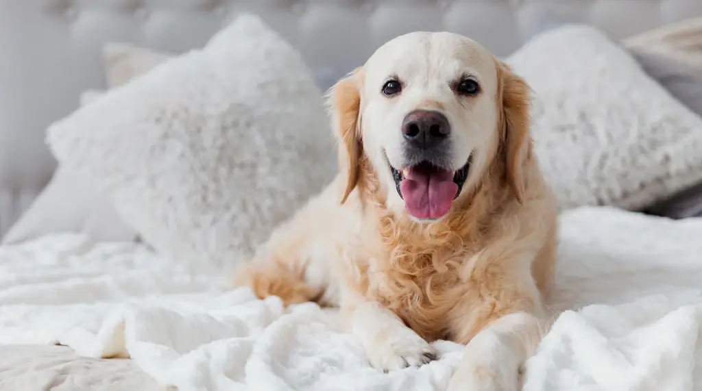 golden-retriever-cazare