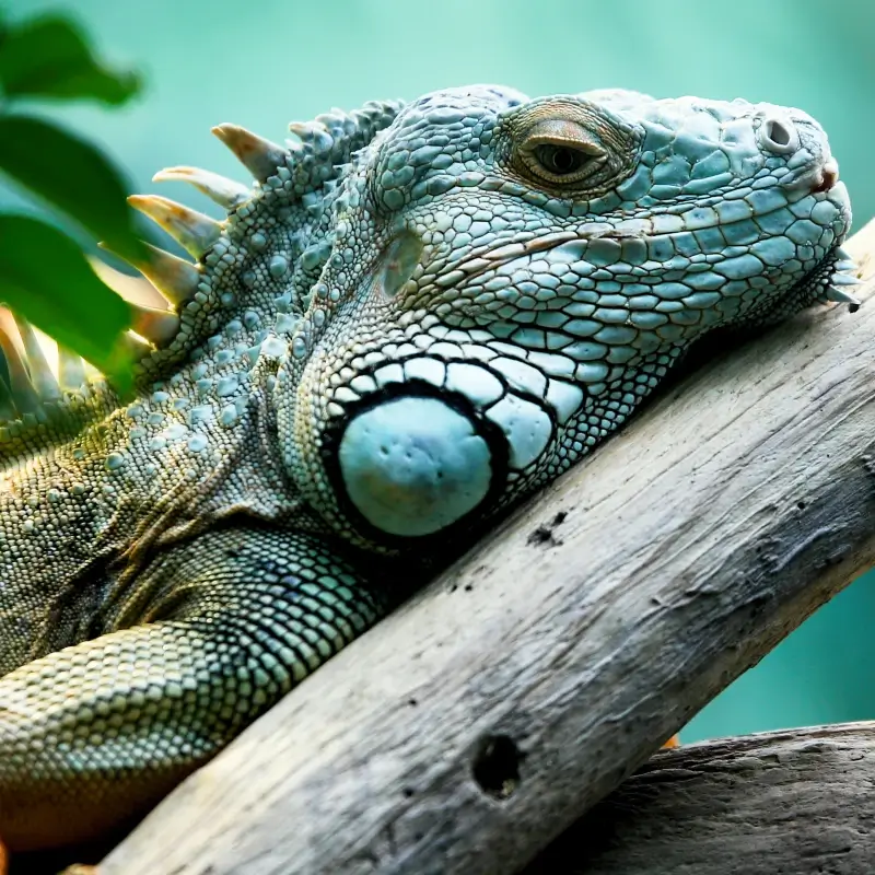 Cazare iguana reptile serpi