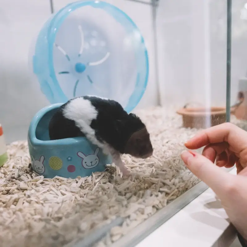 Hamster cazare