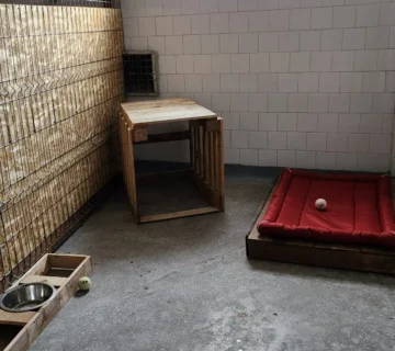 Animal hotel catei bucuresti 360x320