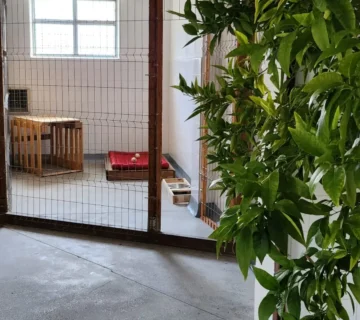 Animal hotel cazare caini 360x320