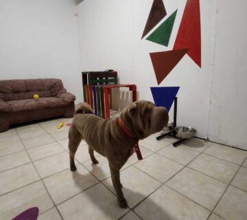 Camera cazare caini 360x320