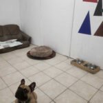 Camera dubla animal hotel 150x150