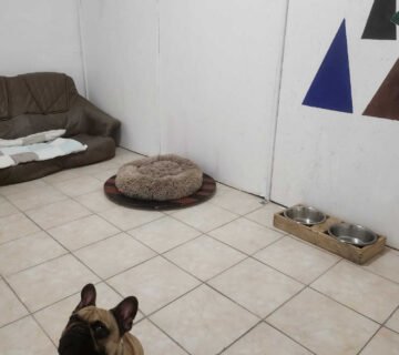 Camera dubla animal hotel 360x320