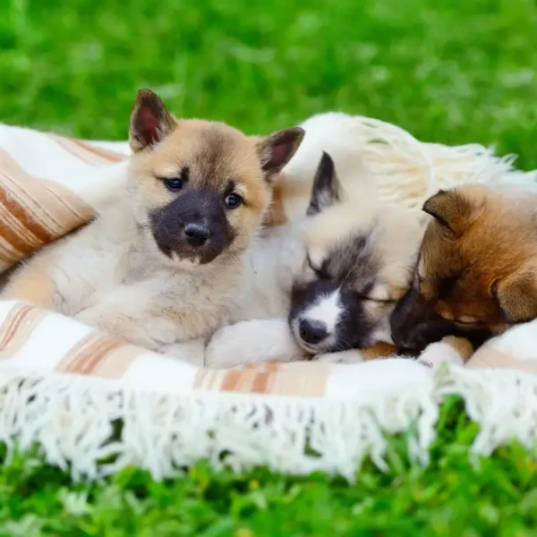 Gradinita canina day care bucuresti 600x600