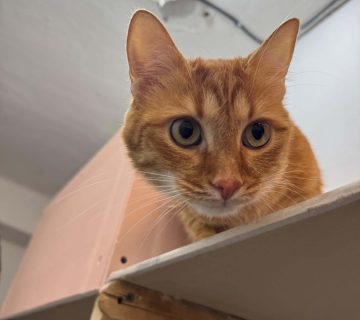 Animal hotel bucuresti 05 360x320