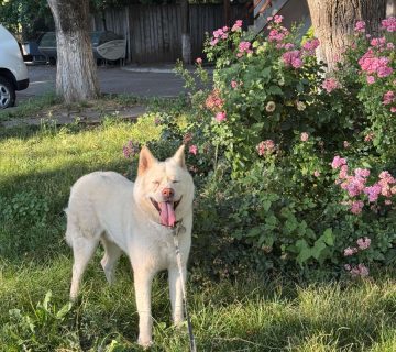 Animal hotel bucuresti 08 360x320
