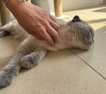 Animal hotel bucuresti 10 360x320